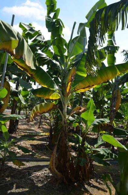 Doença Raça 4 Tropical se aproxima do Brasil e pode causar a Extinção da Plantação de Banana