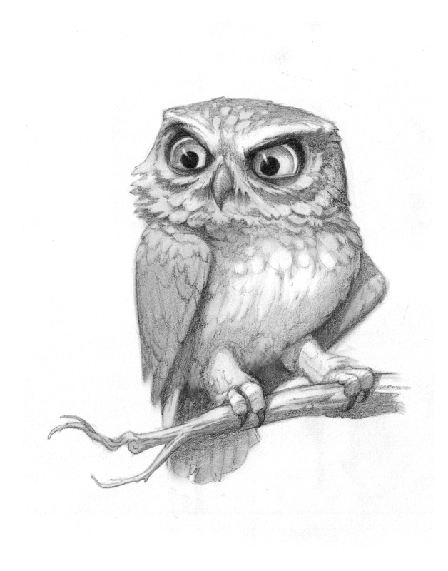 Sam39s Tasty Art Pygmy Owl
