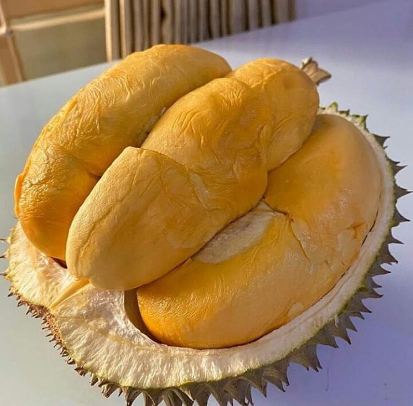 bibi durian Montong bisa tabulampot Cilegon