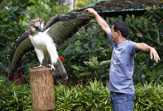 A ave pode medir até cerca de 1 metro e ter uma envergadura de 2,40 metros, sendo considerada uma das maiores a nível mundial.