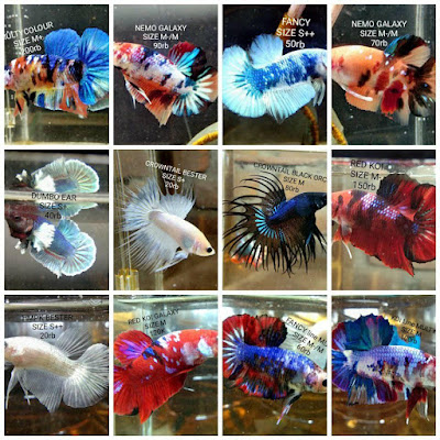 Mengenal Ikan Cupang (Betta sp.)