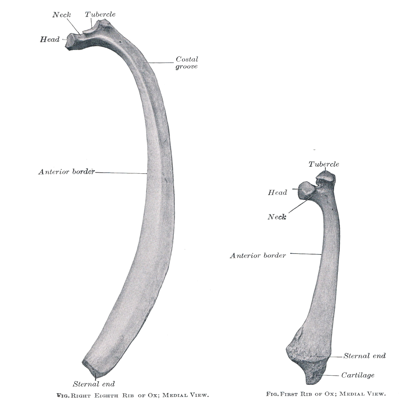 The Axial Skeleton Gross Anatomy Anjani Mishra