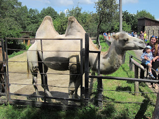 верблюд в роввенском зоопарке