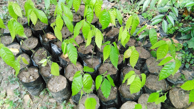 La selección del material de siembra influye sobre el sabor, el rendimiento, el color, el tamaño del grano, el contenido de manteca. Vivero de plantas de cacao.