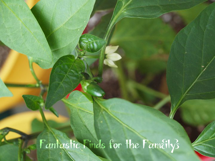 Jalapenos Seed Starting and General Information Fantastic Finds for