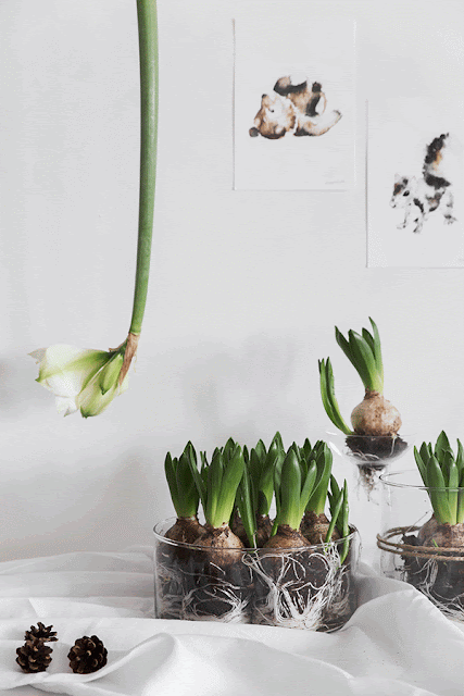 Noël 2015 Inspirations amaryllis jacinthes