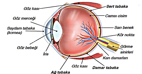 goz nedir ne ise yarar nasil gorur gorevleri nelerdir ozellikleri hakkinda bilgi big bilgi