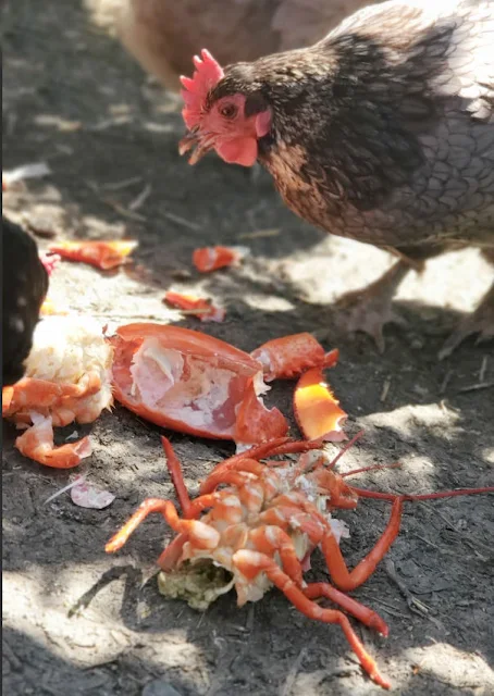 chickens eating lobster