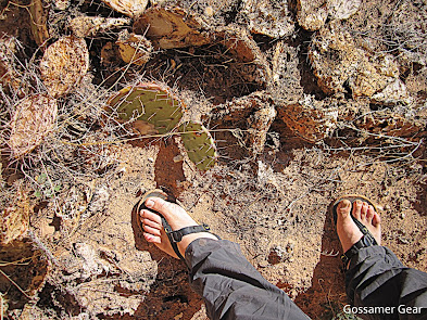 barefoot cactus