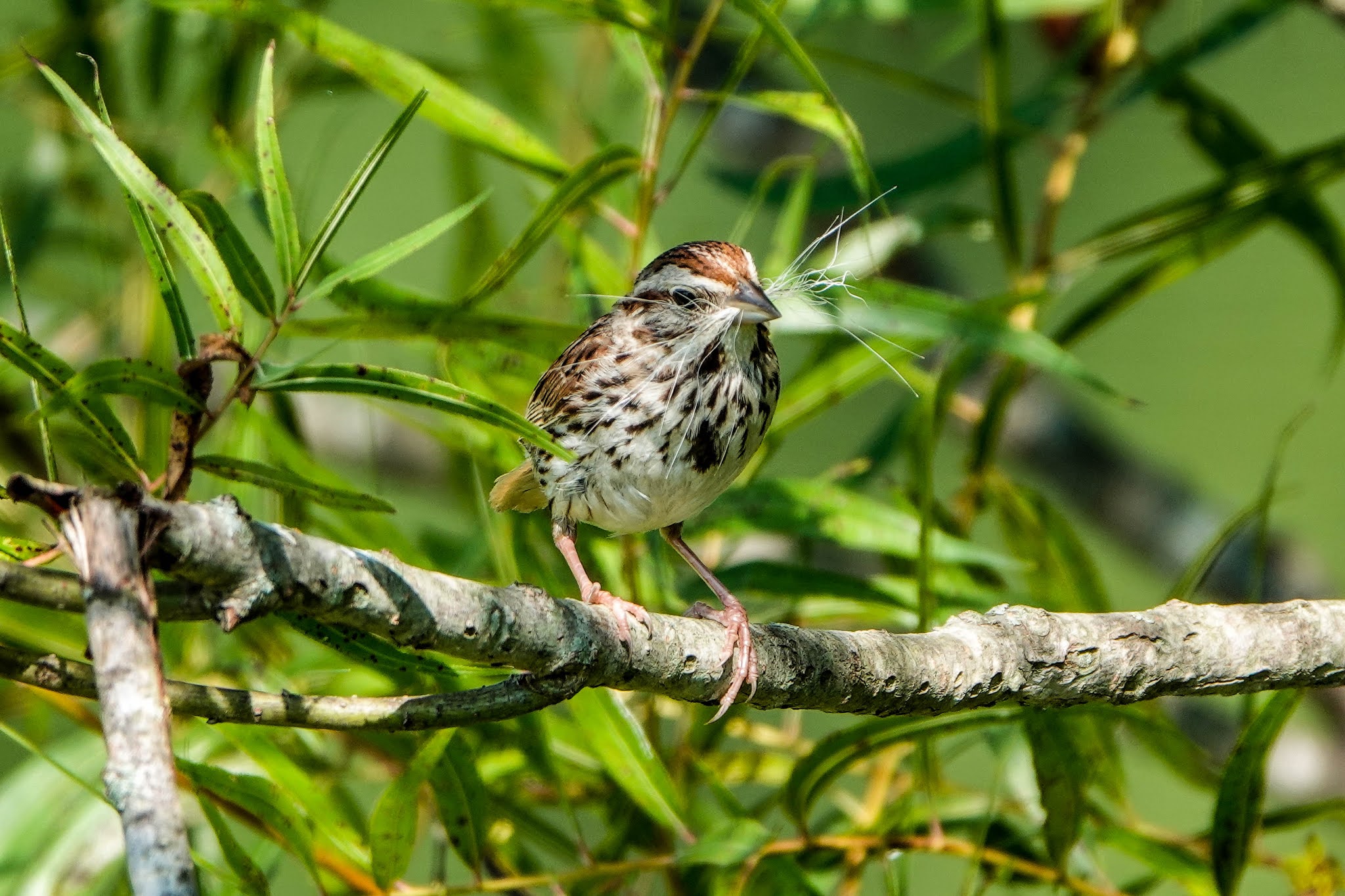 THE BIRD HOUSE SONG SPARROWS 08/08/2020