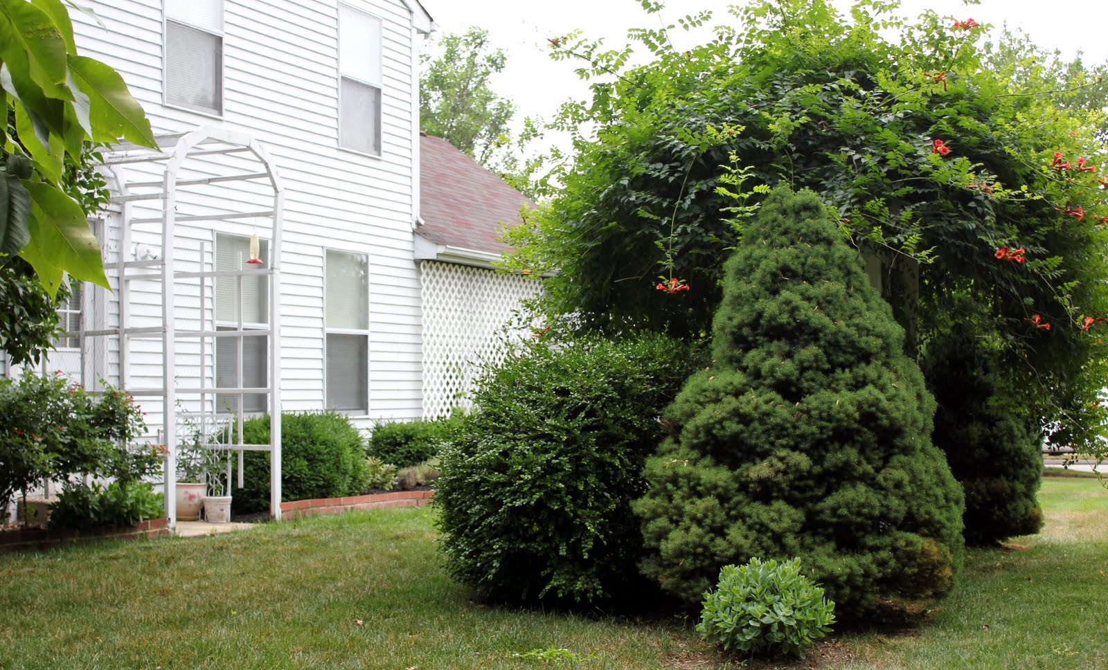 Flower Sunglasses Amazon Flowering Almond Bush For Sale