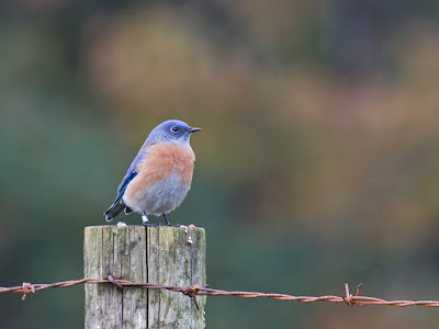 Photo of a Western Bluebird on a fencepost