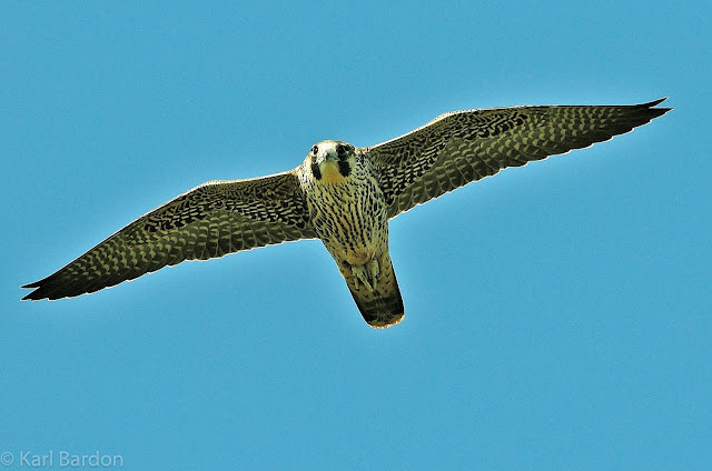 Peregrine Falcon juvenile
