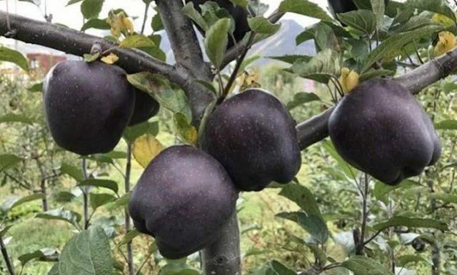 Αυτό είναι το μοναδικό μέρος του κόσμου που καλλιεργούνται τα σπάνια μαύρα μήλα