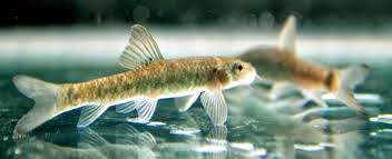 Sebutkan Alat Alat Yang Biasa Digunakan Dalam Budidaya Pembenihan Ikan