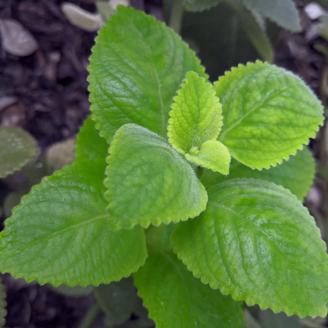 Oregano Leaf