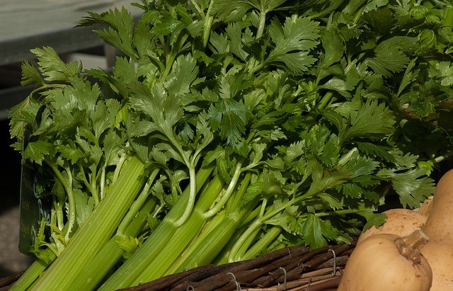 Celery Is Good for Insomniacs, Here Are Other Benefits for Health