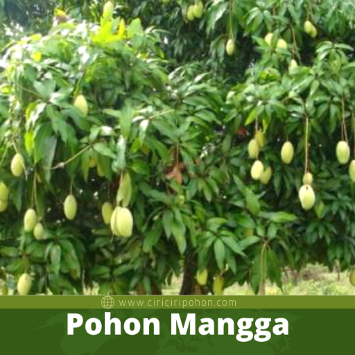 Pohon Mangga