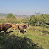    Reportan robo de ganado en localidad misanteca