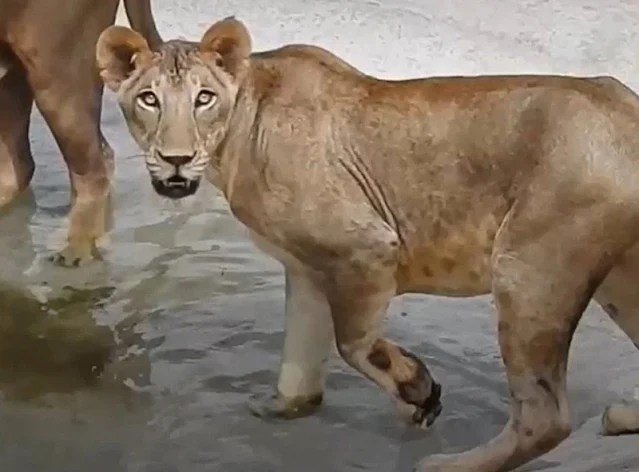 Female lion in Indian zoo the first cat to die of Covid-19?