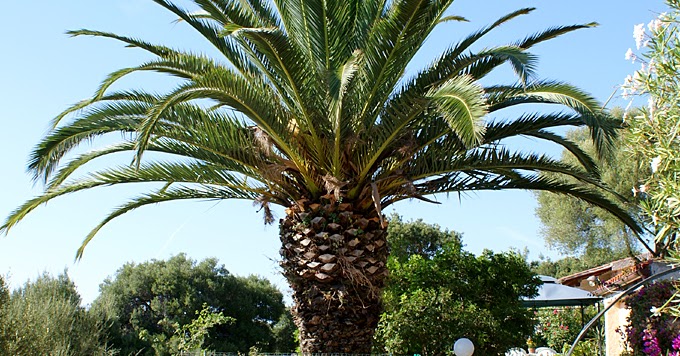 Phoenix Canariensis - Set Di 2 - H 50cm - Plant In A Box - H&M