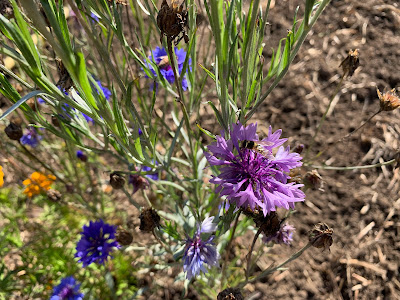 pollinators on flowers in our fall garden