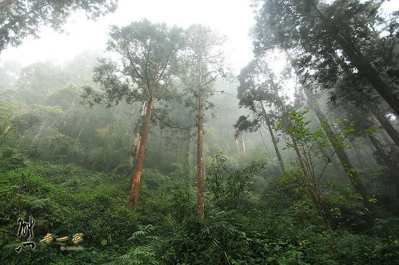奮起湖石棹景點|龍雲休閒農場森林步道|鐵達尼石 五彩石