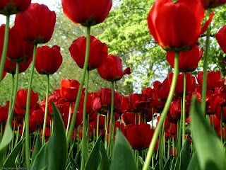 Tulipán, una flor con historia . tulipanes rojo