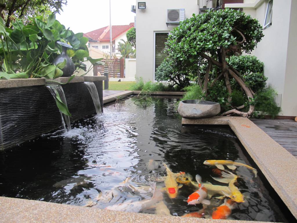  Membuat  Kolam  Ikan  Koi  Majalah Rumah