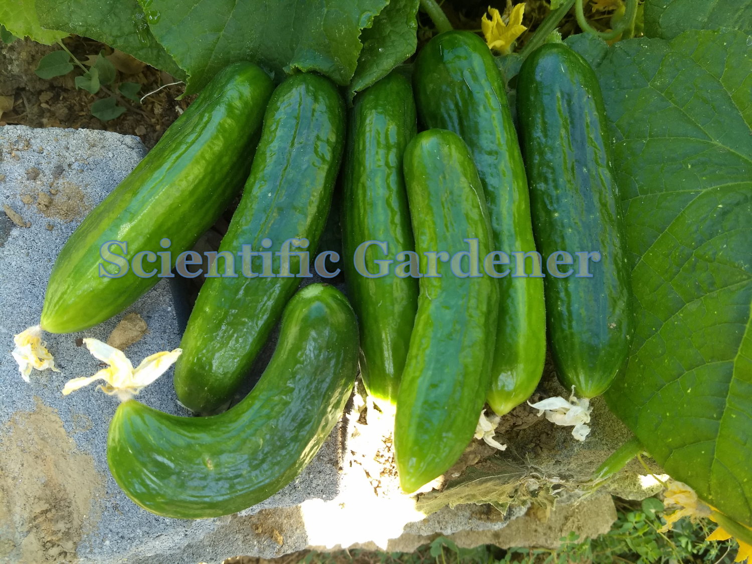 The Scientific Gardener Turkish Beit Alpha Cucumber