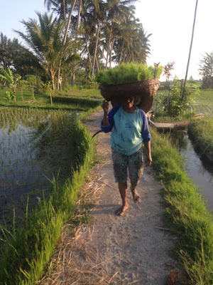 aide leit-lepmets indoneesia inspiratsioon riisipõld riisipõllud inimesed