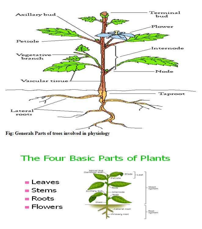 Introduction to Plant Physiology Dhiraj's Blog