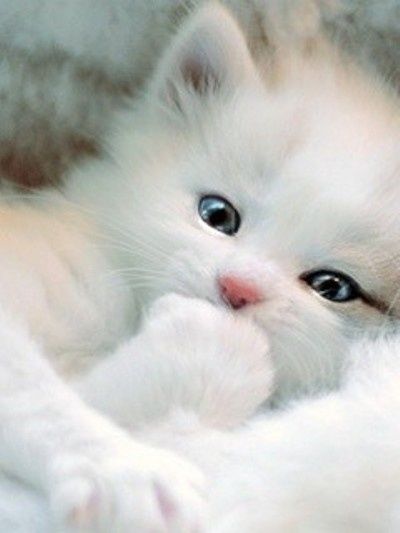 Cute Baby Cat Wallpaper.