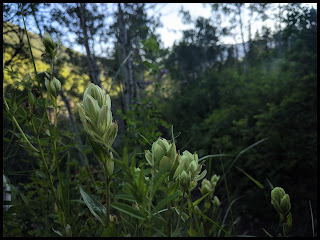 White Indian Paintbrush White Indian Paintbrush