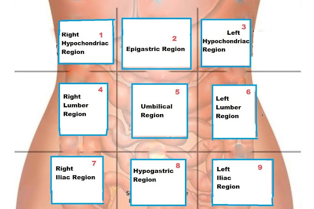 Organs Of Four Abdominal Quadrants And Nine Abdominal Regions
