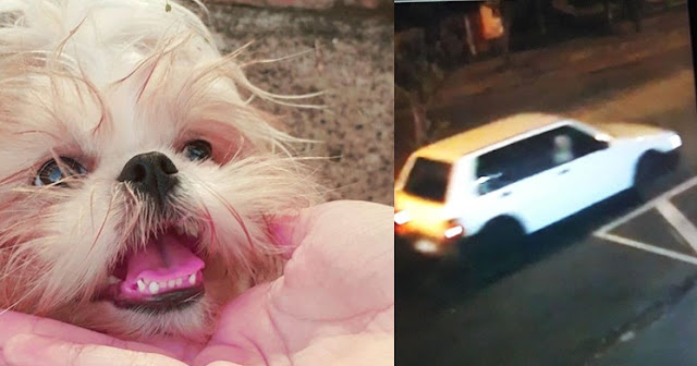 Família se Desespera após ter Shih tzu levado por Casal em São Paulo