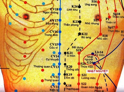 Vị trí huyệt nhật nguyệt