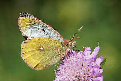 Colias sp.