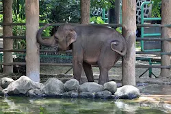 anak gajah kebun binatang ragunan jakarta