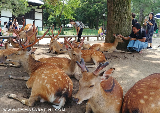 Wisata Kansai Jepang 5 Hari