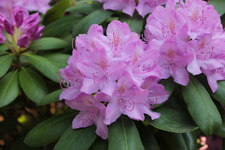 Rododendron