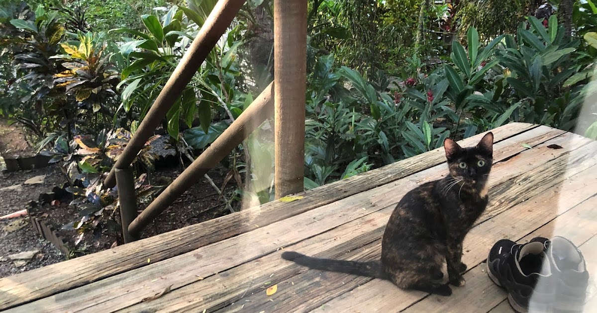 Wo das Leben leicht ist Es Hunde und Katzen