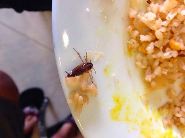 Roach in fried rice