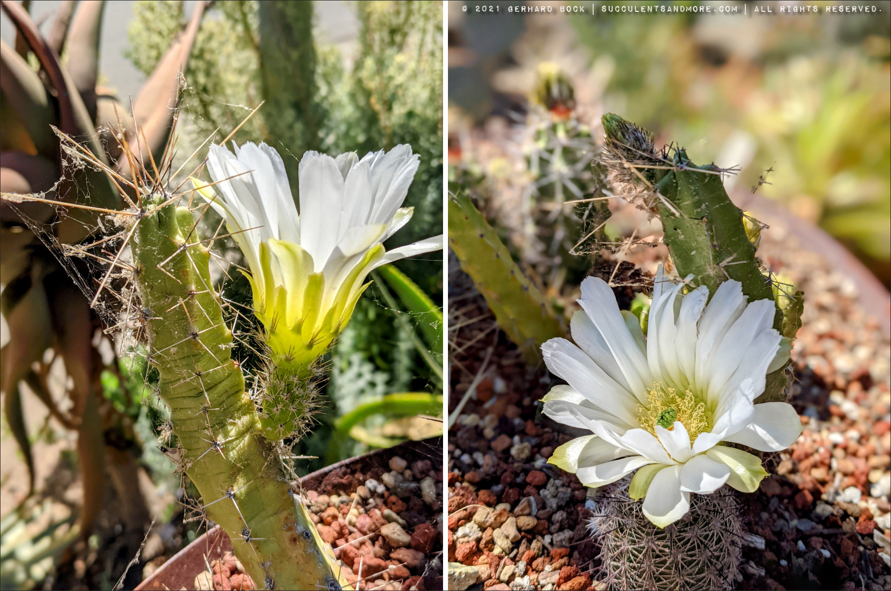 A few standouts in our garden (late July 2021)