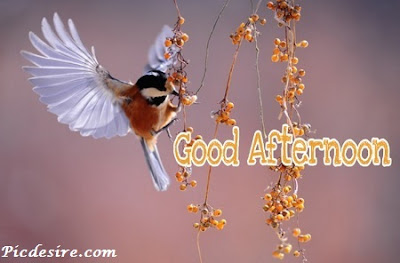 Best 50 Good Afternoon Images 2020 || Good Afternoon Images for Whatsapp Best 50 Good Afternoon Images 2020 || Good Afternoon Images for Whatsapp
