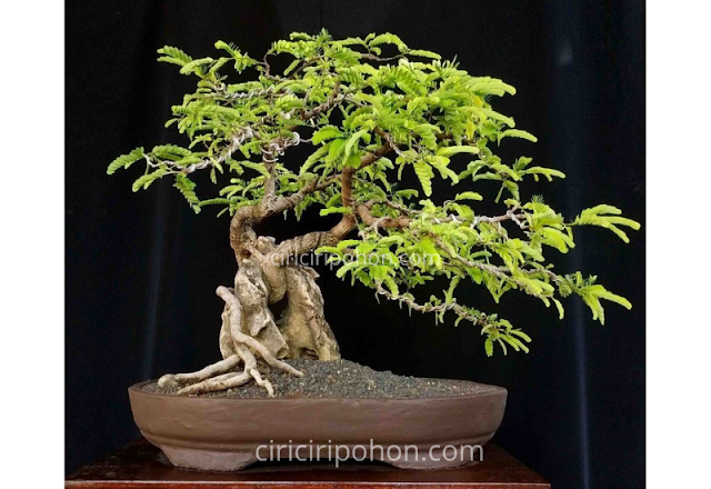 Ciri Ciri Pohon Bonsai Asam