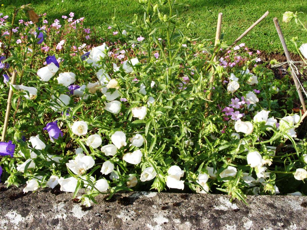 Kelli's Northern Ireland Garden Flowers JulyAugust