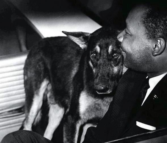 Martin Luther king dog police car