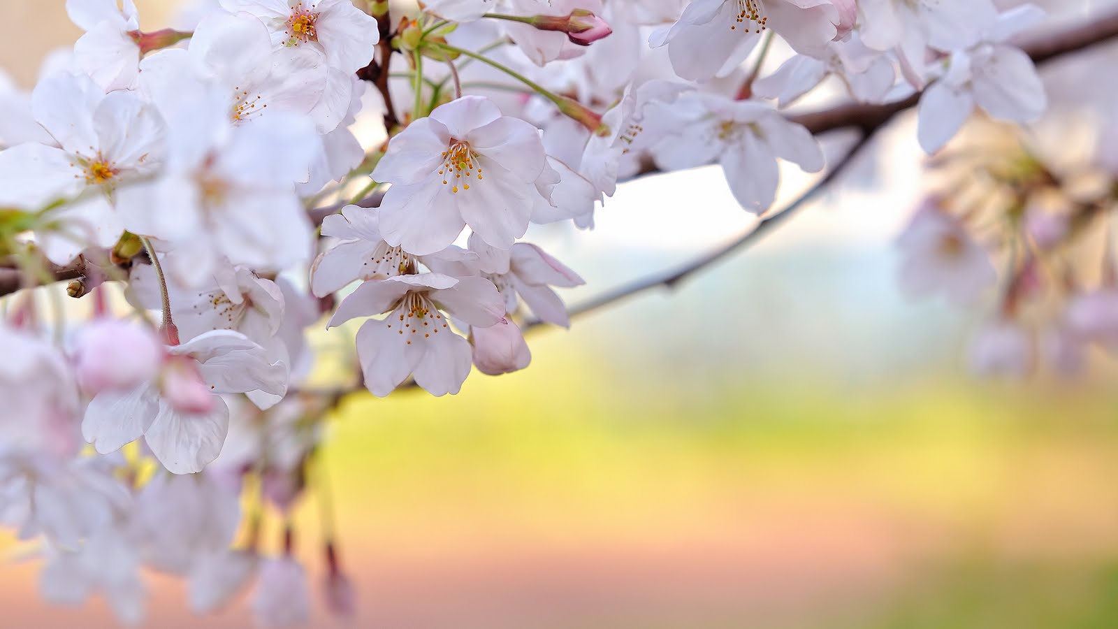 wallpaper engine best cherry blossom wallpaper engine best cherry blossom