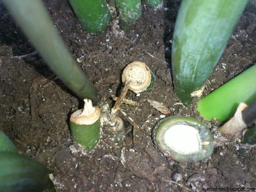 Размножение замиокулькаса в домашних условиях пошагово. Замиокулькас клубни. Замиокулькас цветок луковицы. Замиокулькас проросток. Замиокулькас черенок.